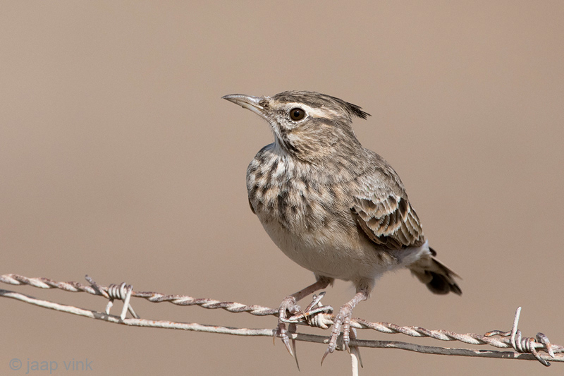 Crested Lark - Kuifleeuwerik - Galerida cristata