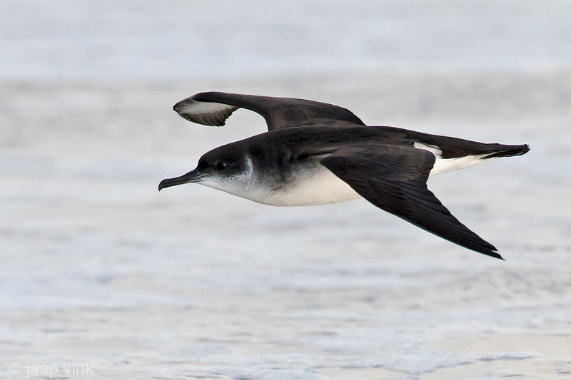 Manx Shearwater - Noordse Pijlstormvogel - Puffinus puffinus