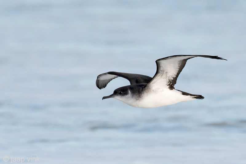Manx Shearwater - Noordse Pijlstormvogel - Puffinus puffinus