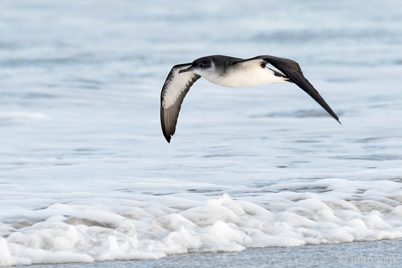 Manx Shearwater - Noordse Pijlstormvogel - Puffinus puffinus
