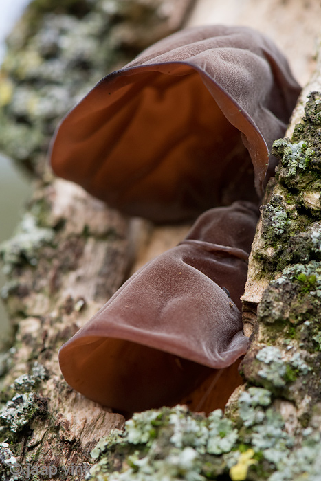 Judass Ear - Echt Judasoor - Auricularia auricula-judae