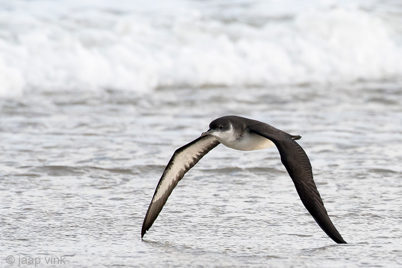 Manx Shearwater - Noordse Pijlstormvogel - Puffinus puffinus