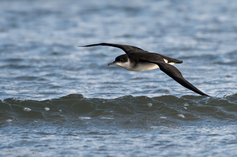 Manx Shearwater - Noordse Pijlstormvogel - Puffinus puffinus