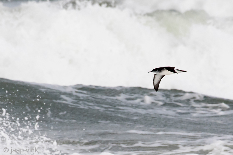Manx Shearwater - Noordse Pijlstormvogel - Puffinus puffinus