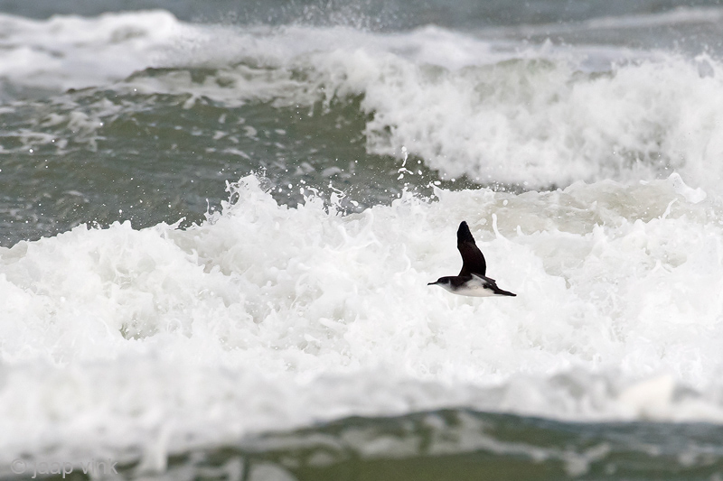 Manx Shearwater - Noordse Pijlstormvogel - Puffinus puffinus