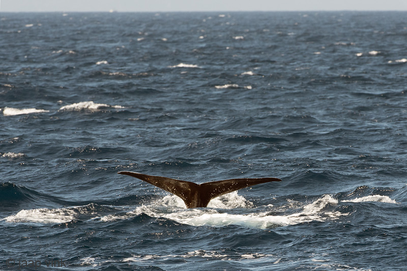 Sperm Whale - Potvis - Physeter macrocephalus