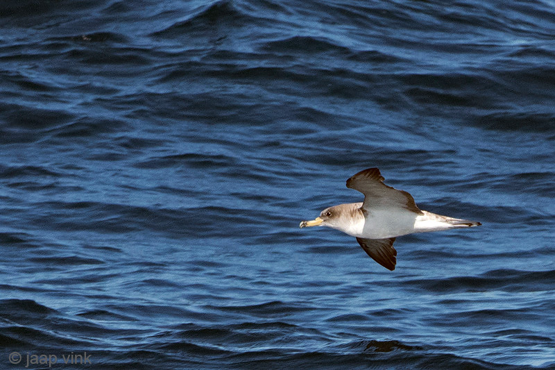 Scopolis Shearwater - Scopolis Pijlstormvogel - Calonectris diomedea