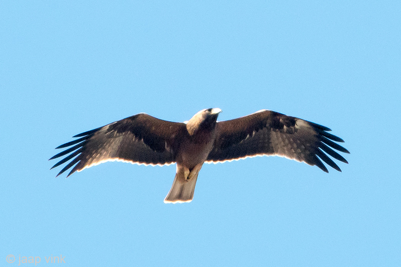 Booted Eagle - Dwergarend - Hieraaetus pennatus