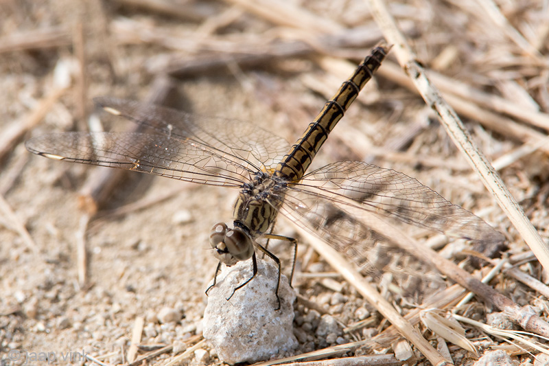 Southern Skimmer - Zuidelijke Oeverlibel - Orthetrum brunneum