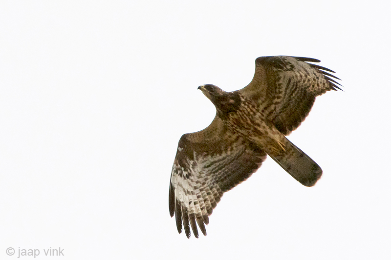 European Honey Buzzard - Wespendief -  Pernis apivorus