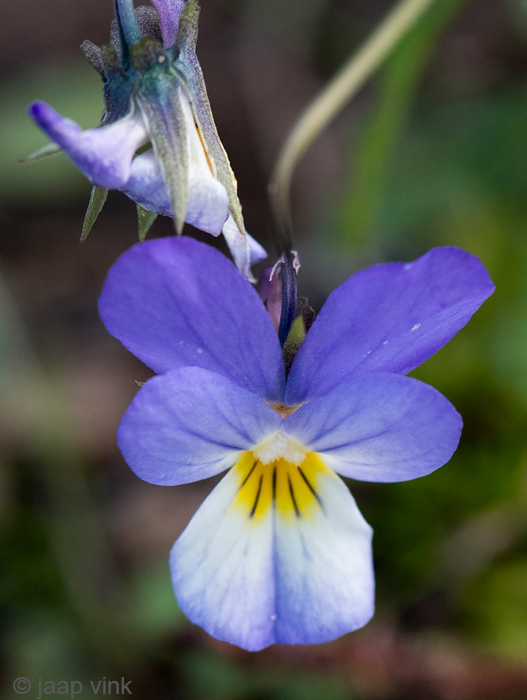 Dune Pansy - Duinviooltje - Viola curtisii