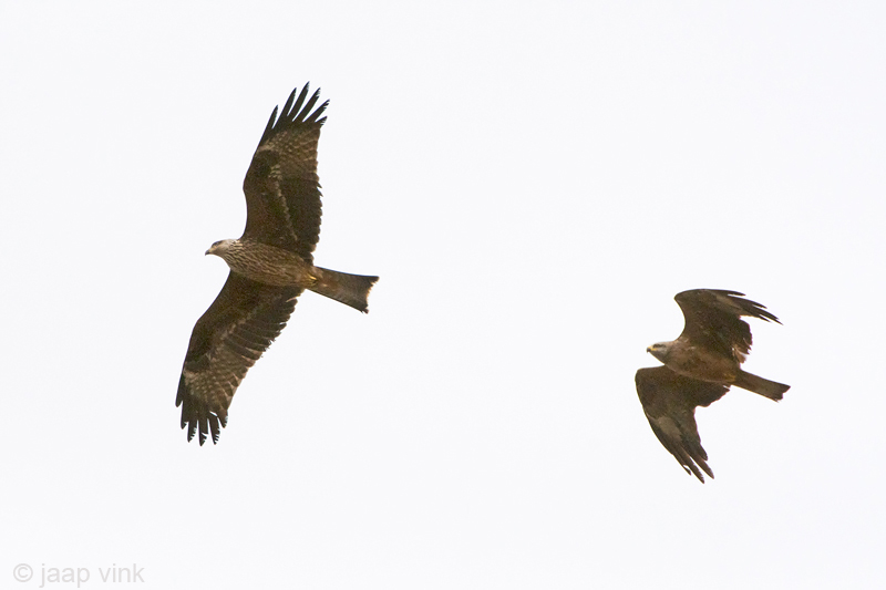 Black Kite - Zwarte Wouw - Milvus migrans
