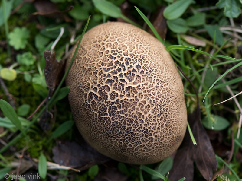 Common Earthball - Gele Aardappelbovist - Scleroderma citrinum