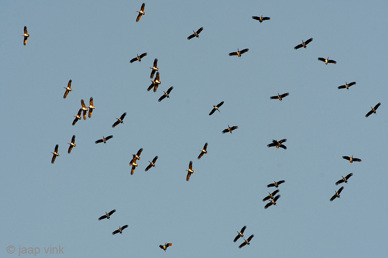 Black Stork - Zwarte Ooievaar - Ciconia nigra