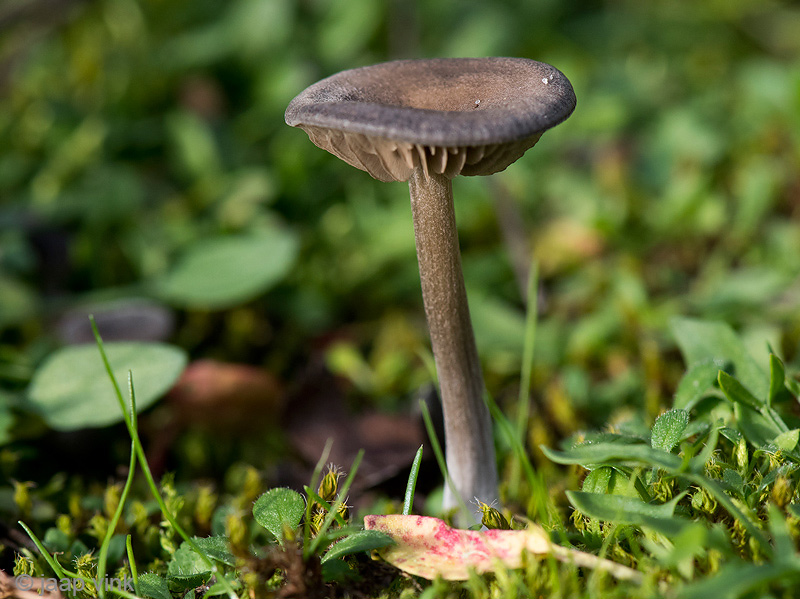 Silky Pinkgill - Bruine Satijnzwam - Entoloma sericeum