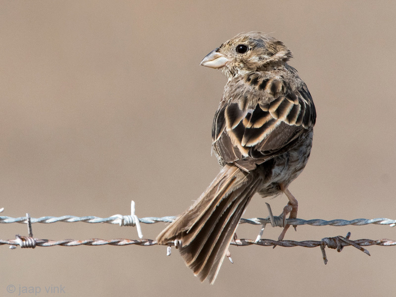 Corn Bunting - Grauwe Gors - Emberiza calandra