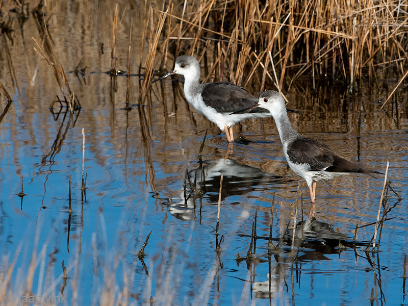 Black-winged Stilt - Steltkluut - Himantopus himantopus