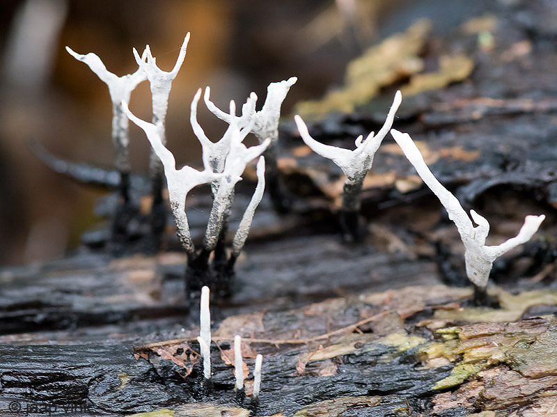 Candlestick Fungus - Geweizwam - Xylaria hypoxylon