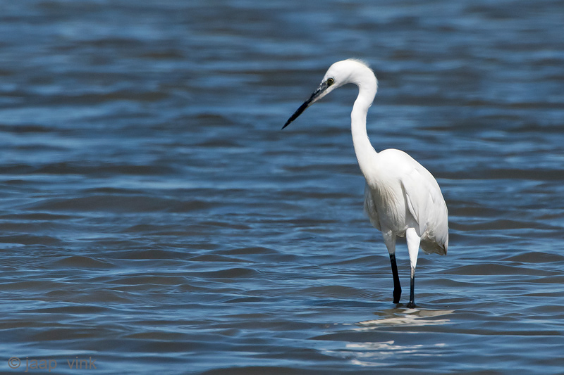 Little Egret - Kleine Zilverreiger - Egretta garzetta