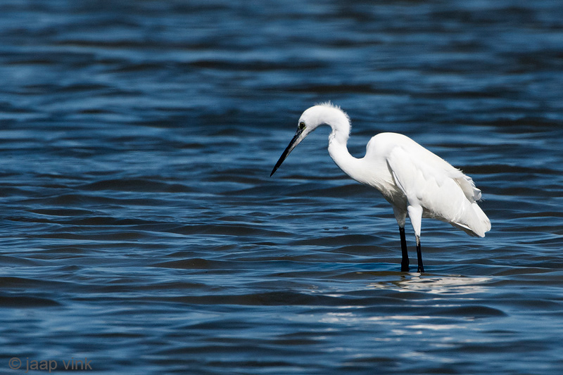 Little Egret - Kleine Zilverreiger - Egretta garzetta