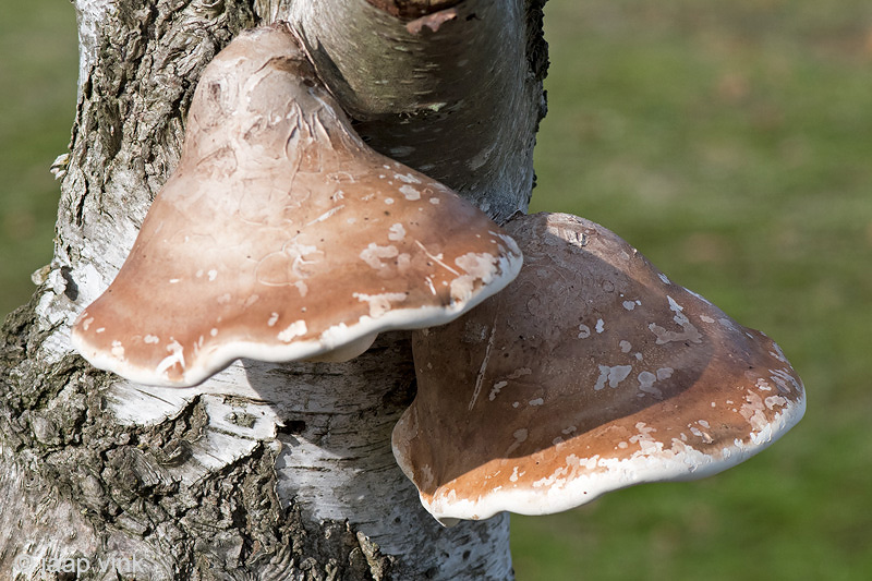 Birch Polypore - Berkenzwam - Fomitopsis betulina