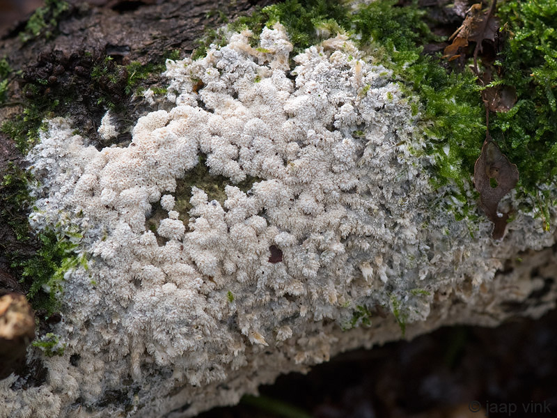 Frothy Porecrust - Breedgerande Poria - Oxyporus latemarginatus