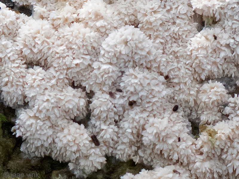 Frothy Porecrust - Breedgerande Poria - Oxyporus latemarginatus