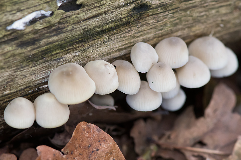 Angels Bonnet - Bundelmycena - Mycena arcangeliana