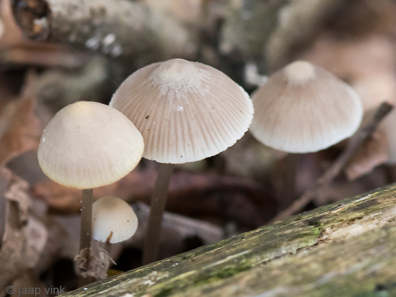 Angels Bonnet - Bundelmycena - Mycena arcangeliana