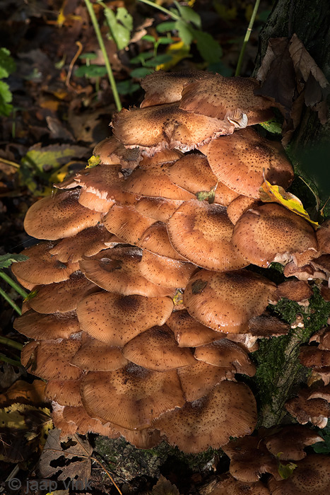 Dark Honey fungus - Sombere Honingzwam - Armillaria ostoyae