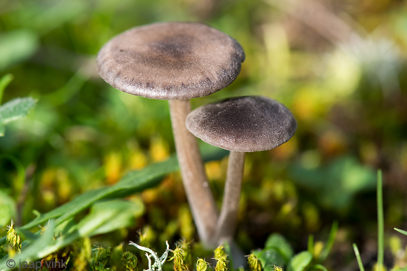 Silky Pinkgill - Bruine Satijnzwam - Entoloma sericeum