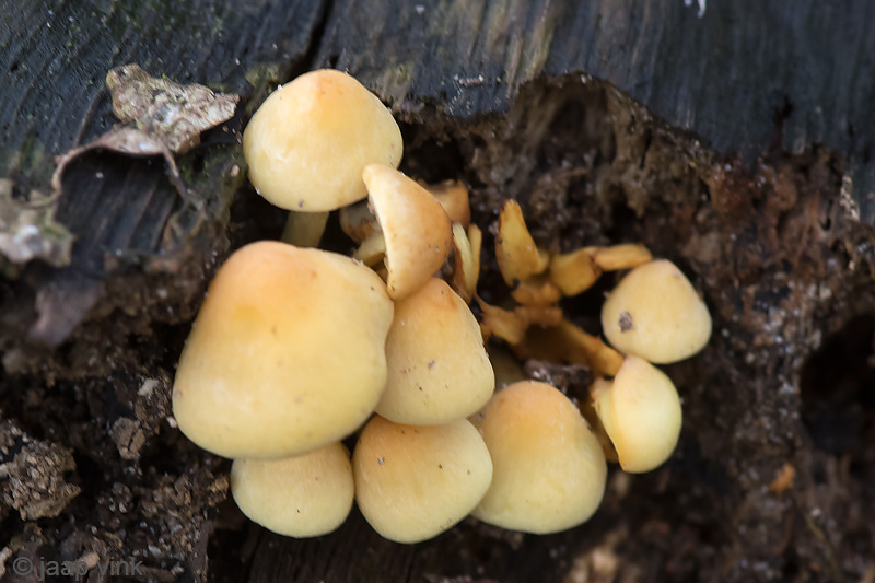 Sulphur Tuft - Gewone Zwavelkop - Hypholoma fasciculare