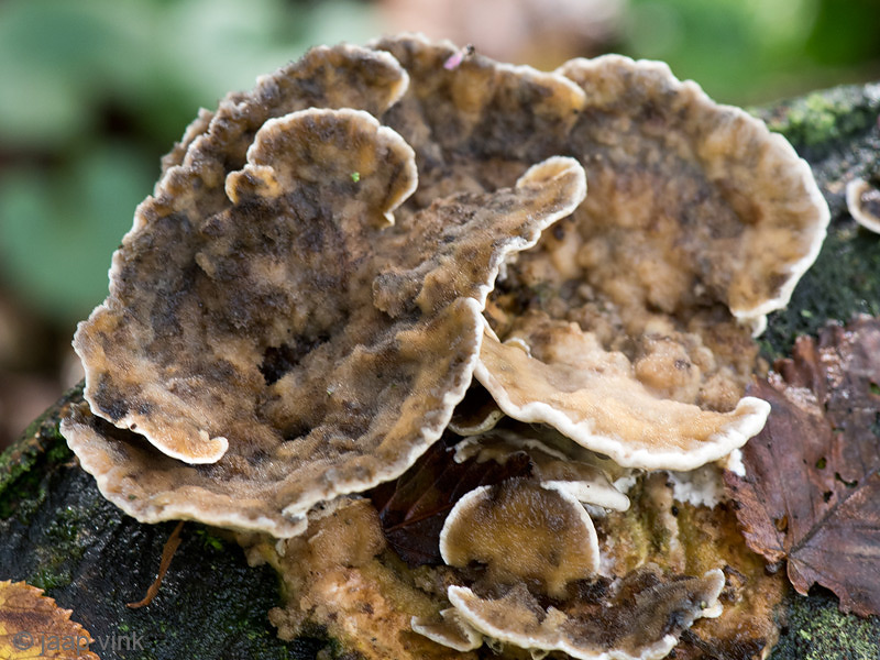 Smoky Polypore - Grijze Buisjeszwam - Bjerkandera adusta