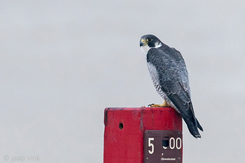 Peregrine - Slechtvalk - Falco peregrinus