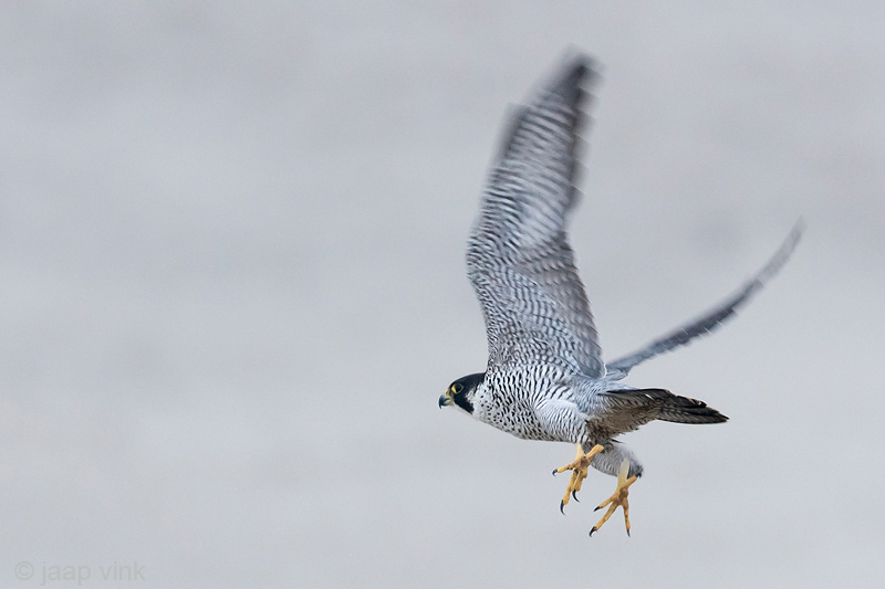 Peregrine - Slechtvalk - Falco peregrinus