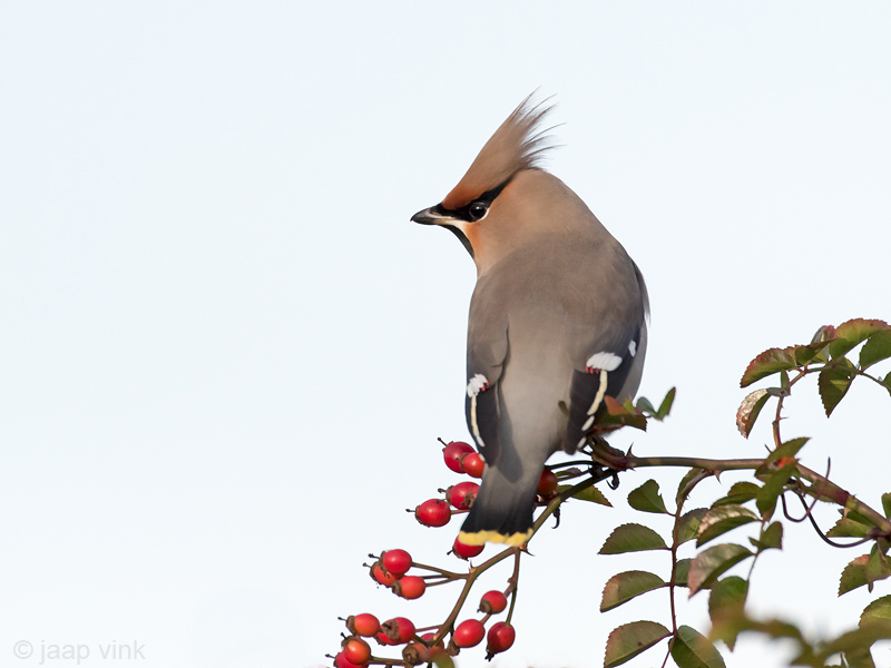 Bohemian Waxwing - Pestvogel - Bombycilla garrulus