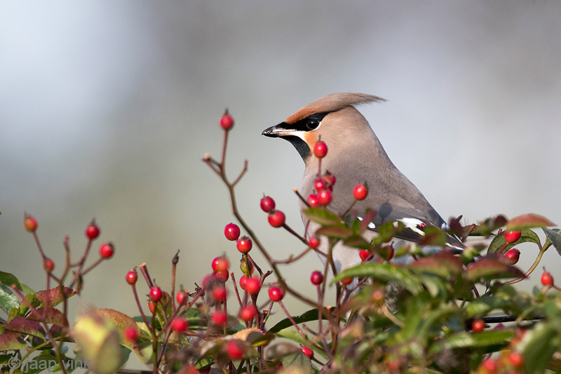Bohemian Waxwing - Pestvogel - Bombycilla garrulus