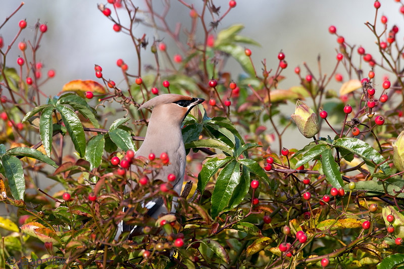 Bohemian Waxwing - Pestvogel - Bombycilla garrulus