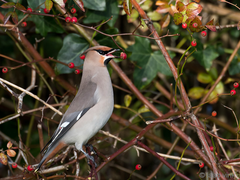 Bohemian Waxwing - Pestvogel - Bombycilla garrulus