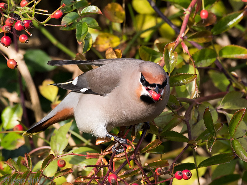 Bohemian Waxwing - Pestvogel - Bombycilla garrulus