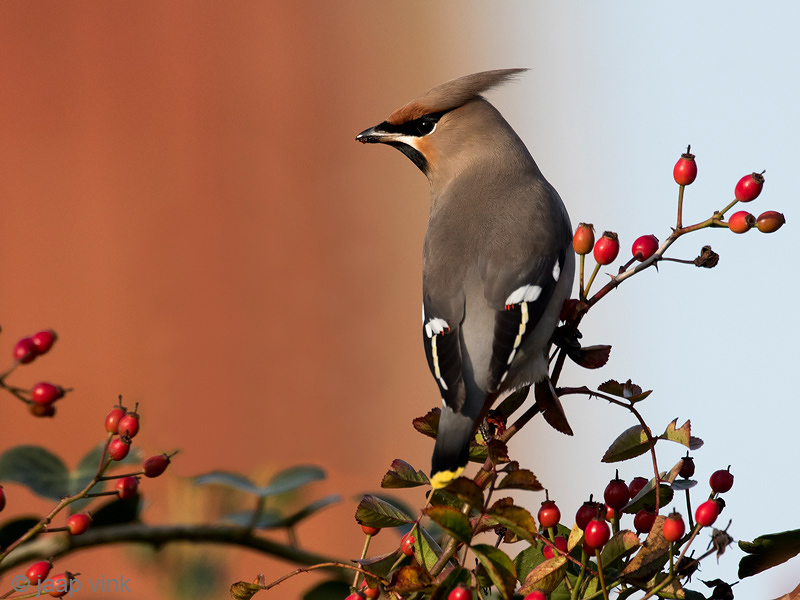 Bohemian Waxwing - Pestvogel - Bombycilla garrulus