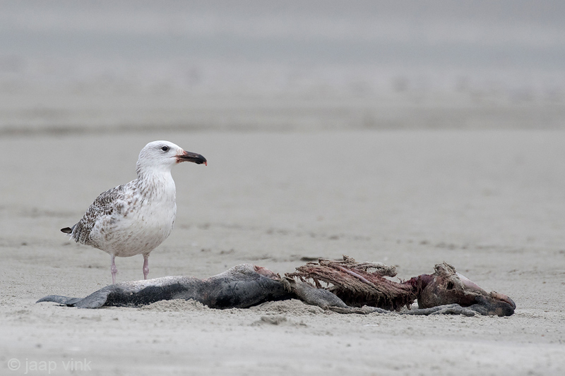 Great Black-backed Gull - Grote Mantelmeeuw - Larus marinus