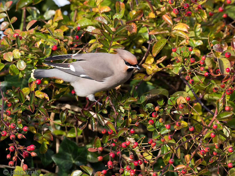 Bohemian Waxwing - Pestvogel - Bombycilla garrulus