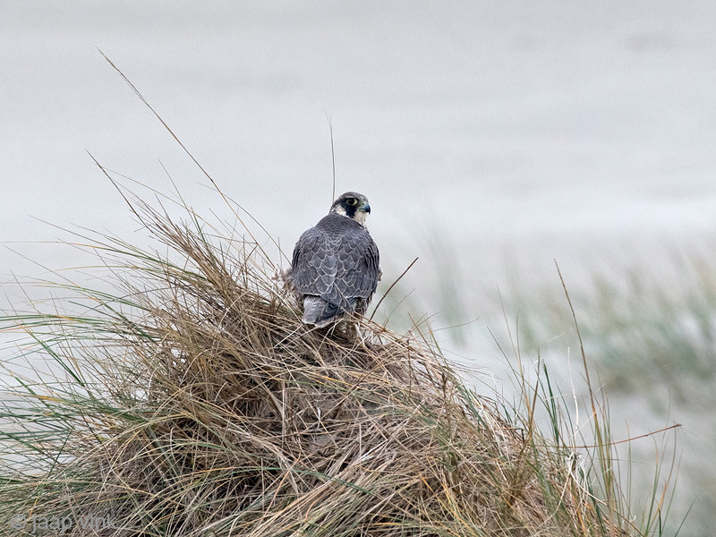 Peregrine - Slechtvalk - Falco peregrinus