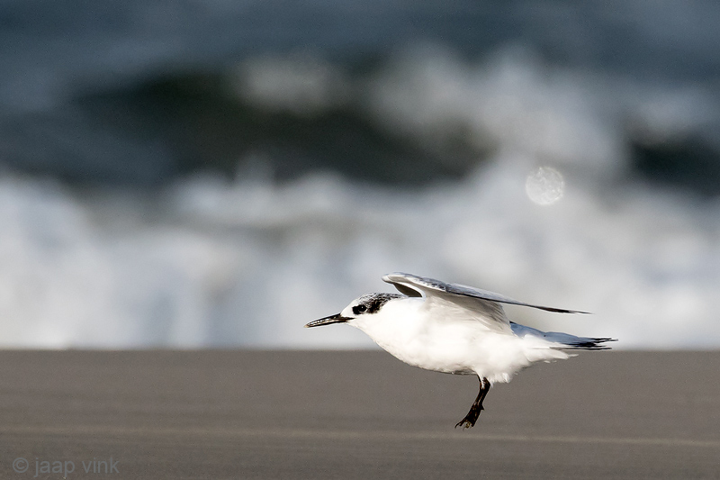 Sandwich Tern - Grote Stern - Thalasseus sandvicensis