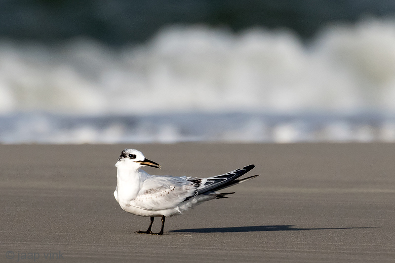 Sandwich Tern - Grote Stern - Thalasseus sandvicensis