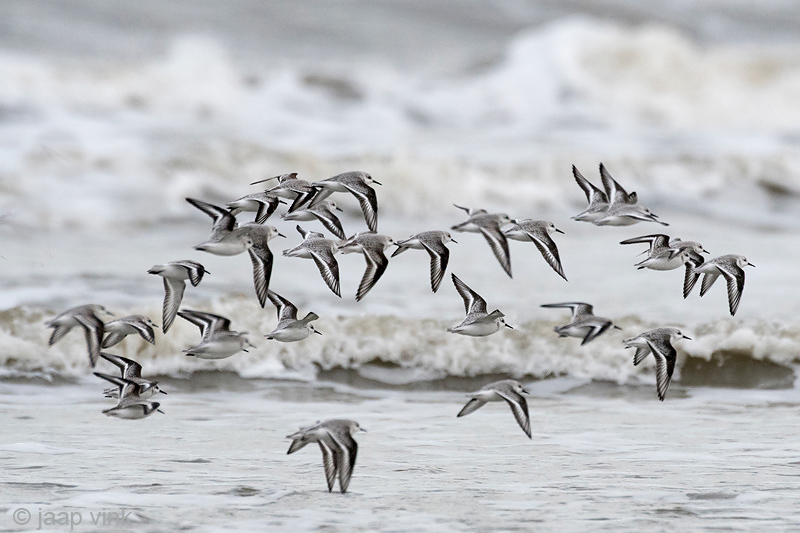 Sanderling - Drieteenstrandloper - Calidris alba