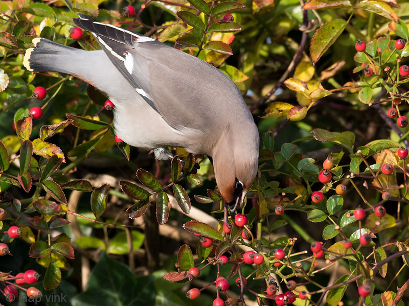 Bohemian Waxwing - Pestvogel - Bombycilla garrulus