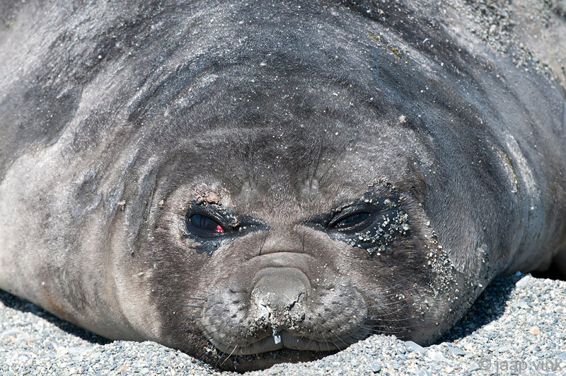 Southern Elephant Seal - Zeeolifant - Mirounga leonina