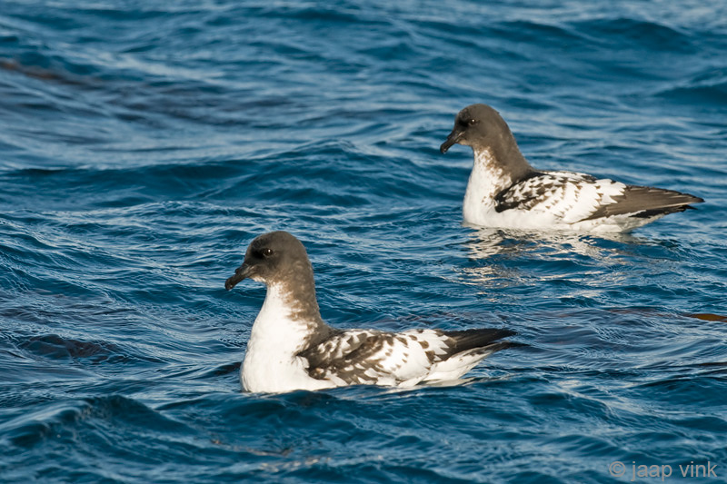 Cape Petrel - Kaapse Stormvogel - Daption capense
